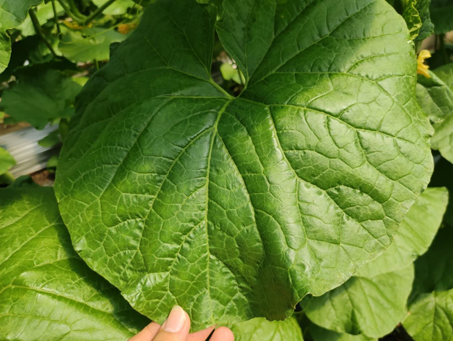 司普沃進口水溶肥怎么樣？專業(yè)技術(shù)老師來解答。