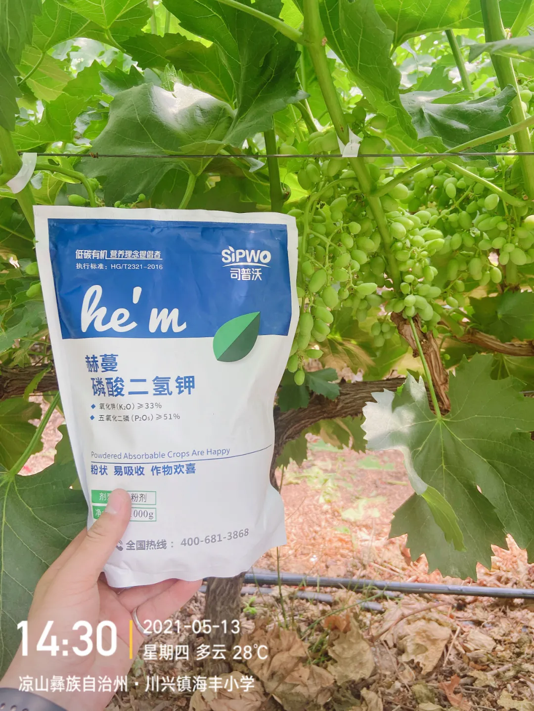磷酸二氫鉀的辨別真假現(xiàn)場，99%以上是假貨！