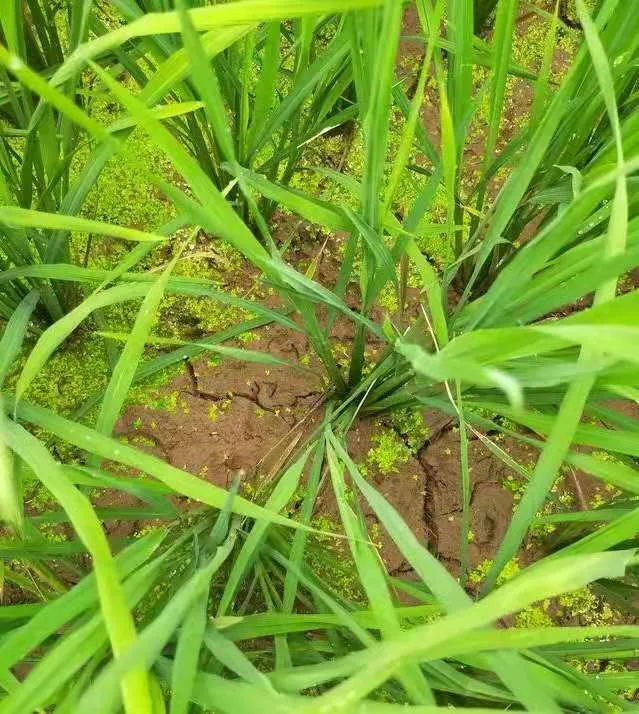 水稻為啥要排水曬田？水稻生長到一定階段有必要排水曬田嗎？