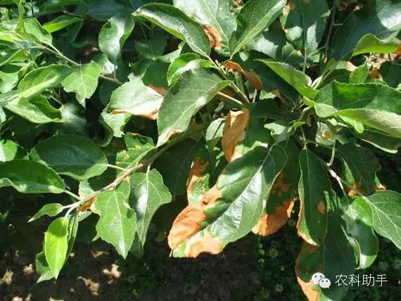 蘋果圓斑根腐病怎么辦？司普沃教您一招有效預防