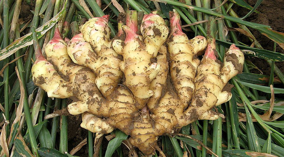 大姜想獲得高產(chǎn)，但死棵嚴重怎么辦？司普沃來幫您