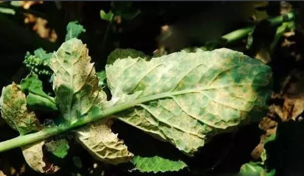 油菜白粉病嚴重化？如何防治？別急，司普沃給出了見解