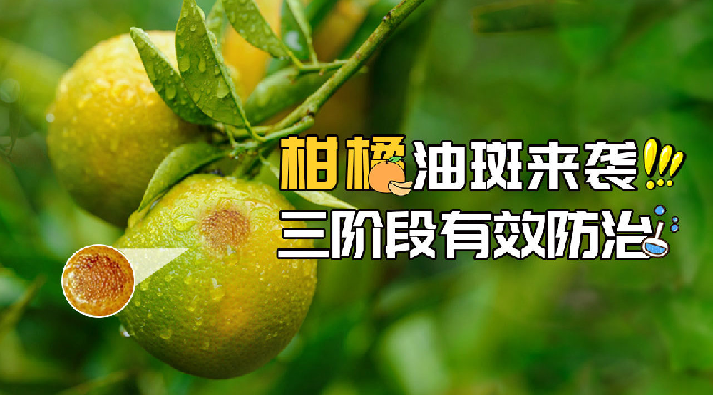 司普沃淺談柑橘油斑病的田間癥狀、誘發(fā)原因及預(yù)防措施