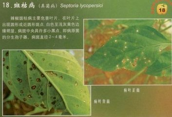 辣椒斑枯病的危害癥狀、傳播途徑、發(fā)病原因及防治措施