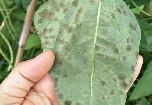 司普沃淺談豆角葉霉病的為害癥狀、發(fā)生原因及防治措施