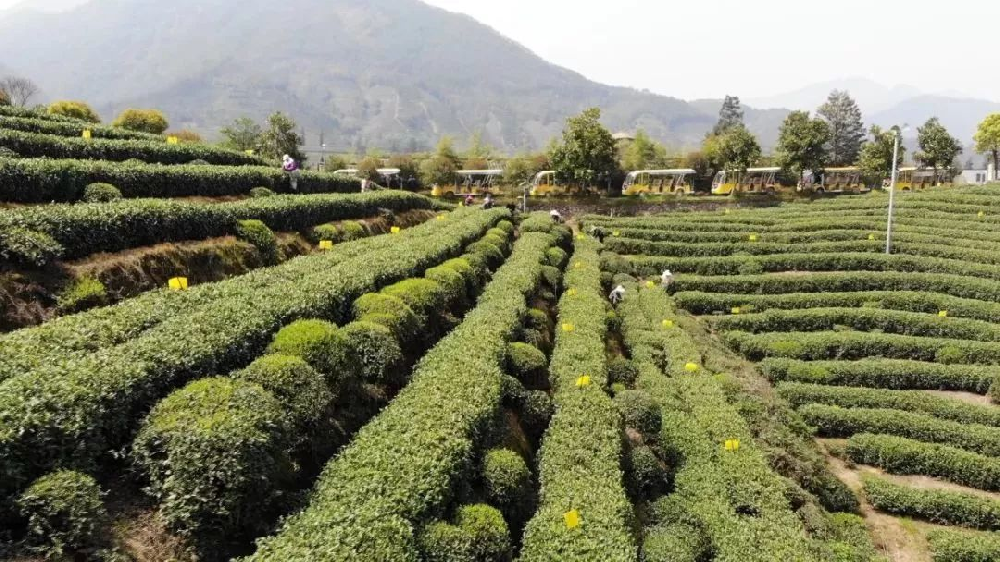 無公害茶葉種植管理技術(shù)，做好修剪和病蟲害防治工作