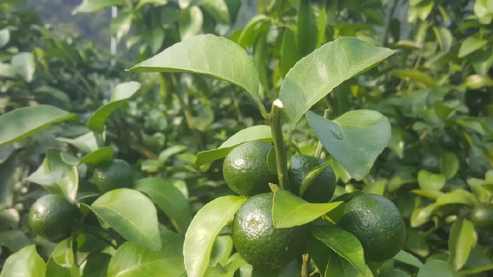 砂糖橘秋梢竟不老熟！這危害夠受嗎？司普沃來幫您