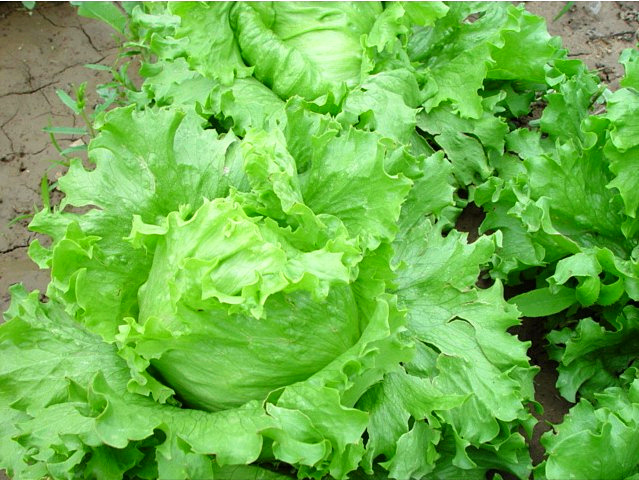 結(jié)球生菜不結(jié)球？愁壞農(nóng)戶！司普沃邀您一起找原因