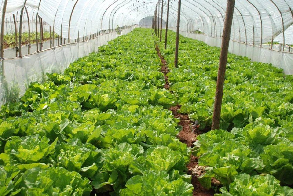 冬季蔬菜生長緩慢，這該怎么辦？司普沃來幫您