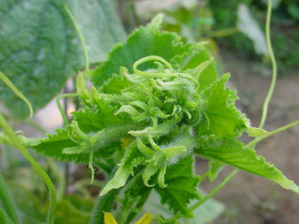 黃瓜出現(xiàn)花打頂？怎么辦？司普沃這5種辦法可補(bǔ)救