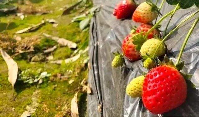 草莓一茬果采摘之后，為什么要施肥？施肥的好處是什么？