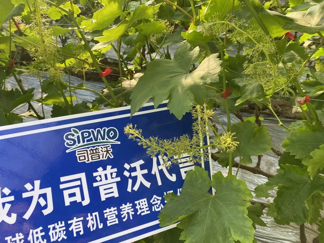 葡萄葉子2.jpg