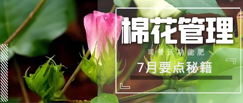 聚焦7月，新疆棉花管理秘籍