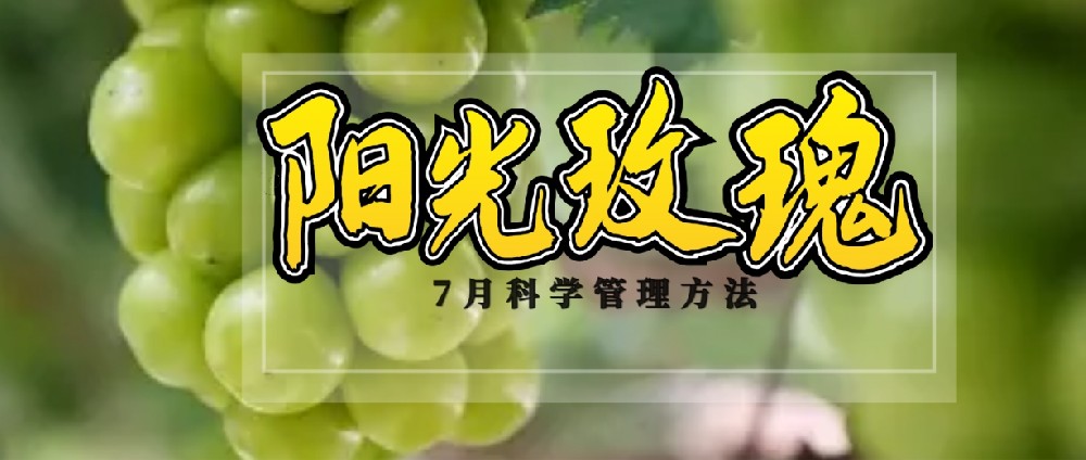 7 月，陽光玫瑰種植管理的黃金時刻